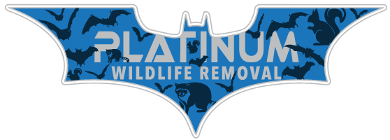 Bat Removal Lansing